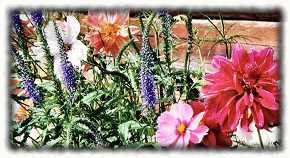 fleurs sur fond de mlze